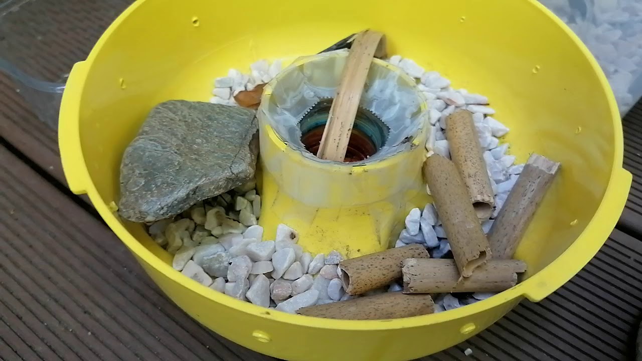 Nourrissage d'araignée.