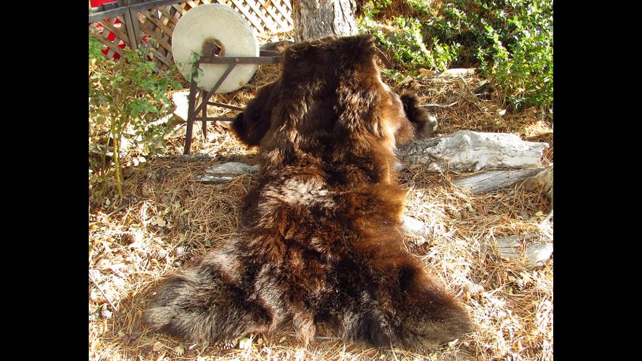Bear Hide Tanning: Salt and Borax Method