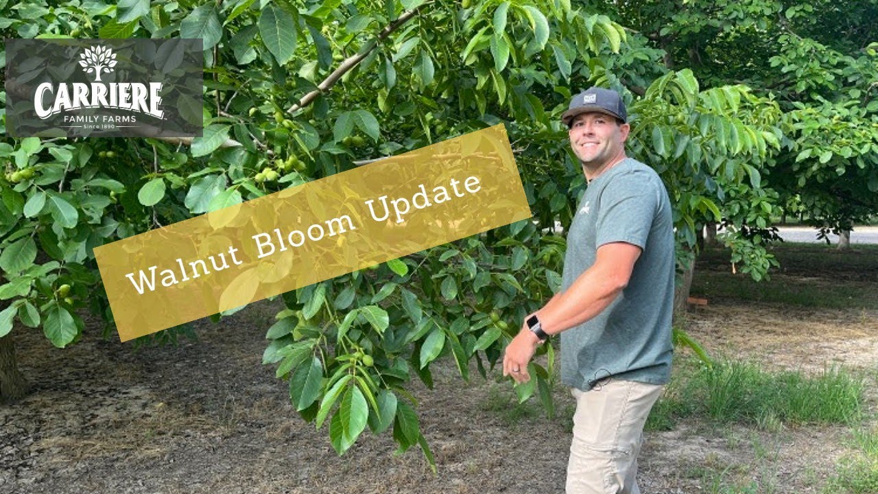 May Walnut Bloom Update