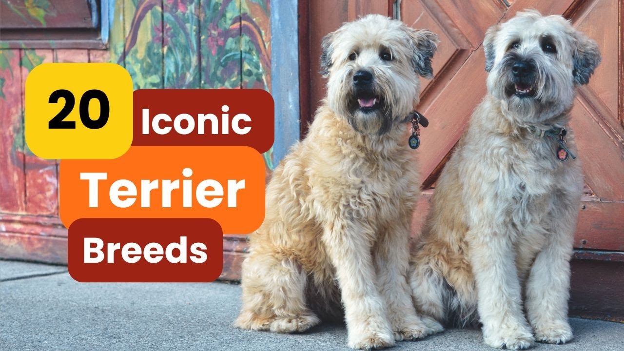 20 Iconic Terrier Breeds You Need to Know