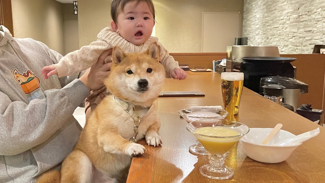 BARデビューした赤ちゃんを前に大人な対応を見せる豆柴が可愛すぎました...