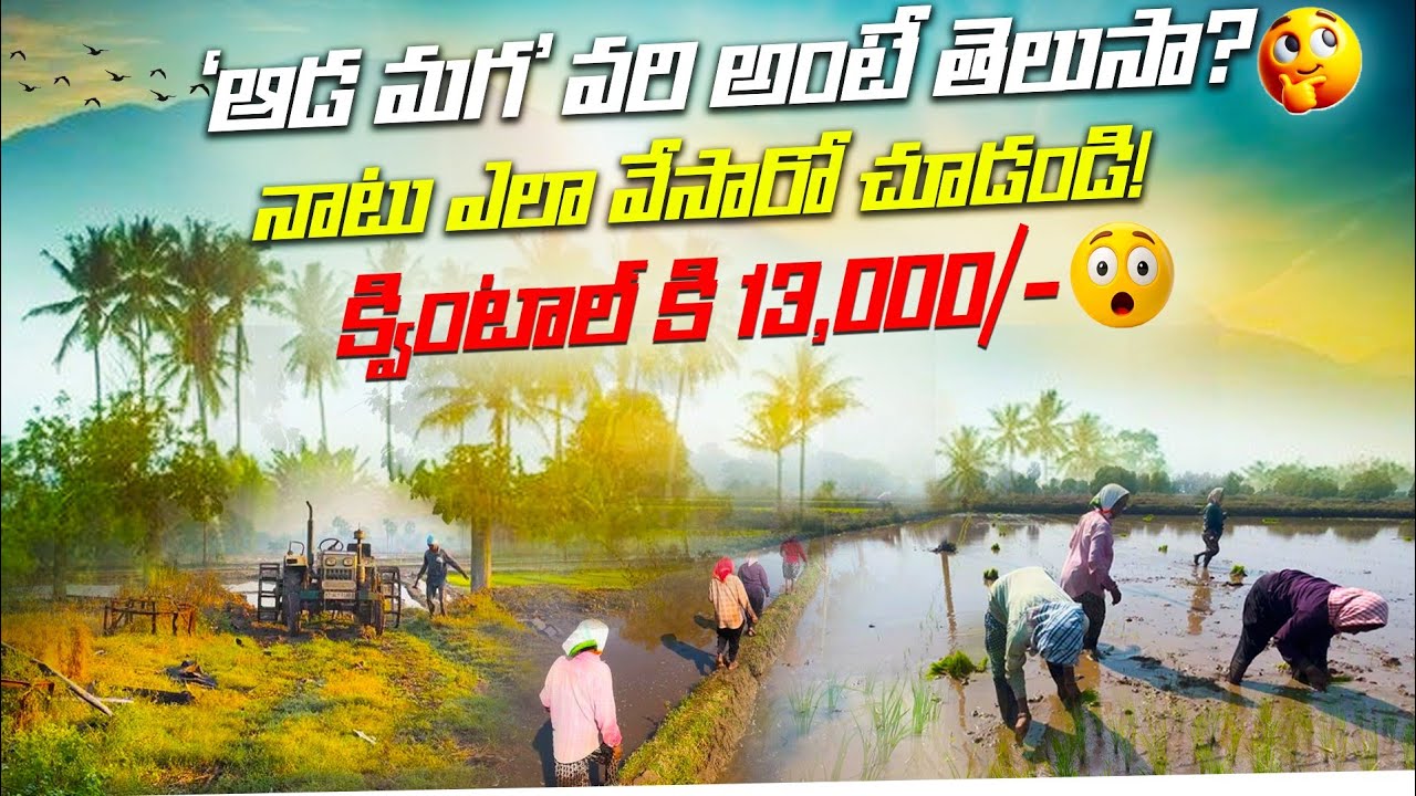 ఎకరాన 1,00,000 /- పైన దిగుబడి ఇచ్చే వరి రకాన్ని చూసారా?🌾👍🏻#FarmingVideos#TeluguFarming #SmartFarming