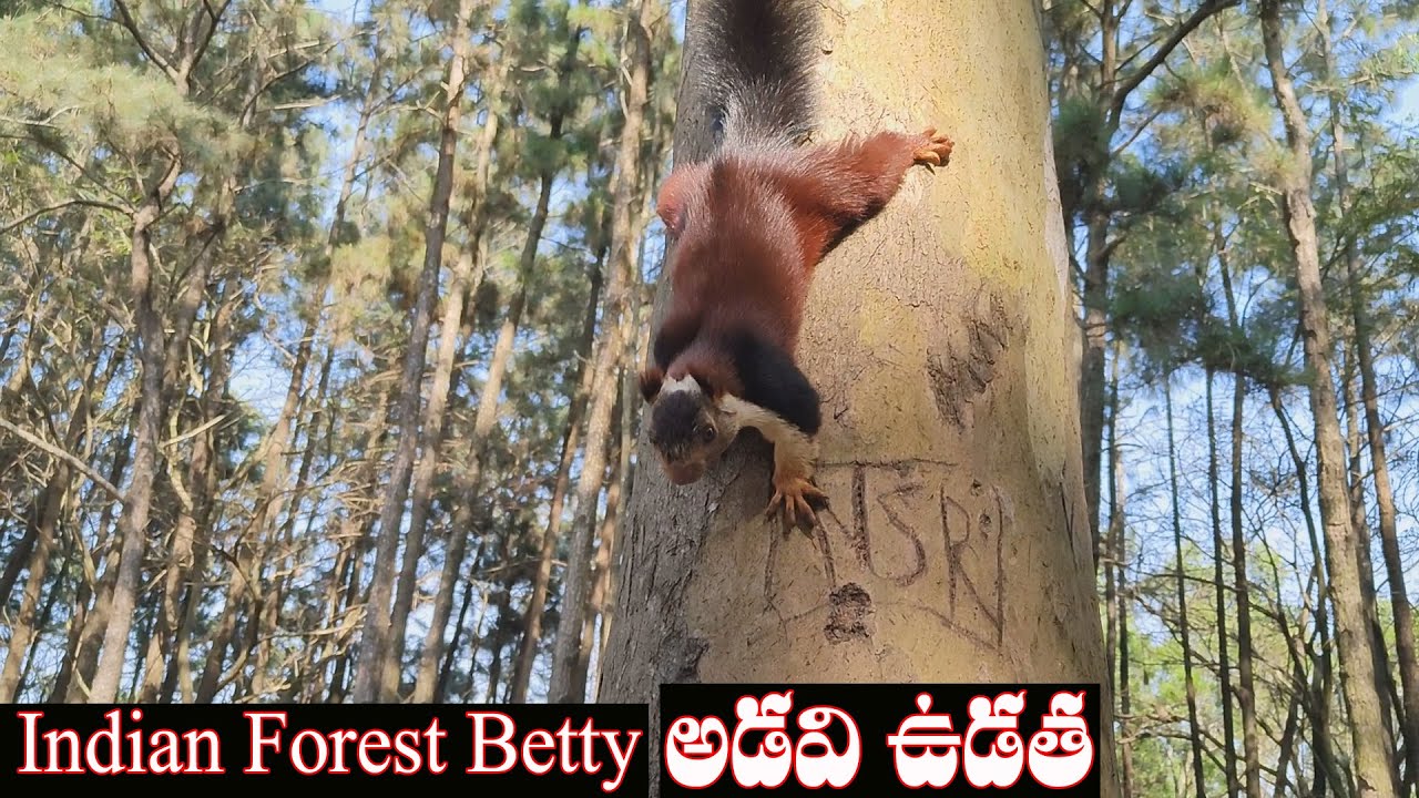 Indian Betty Vudatha Indian Forest @RamanaVideos