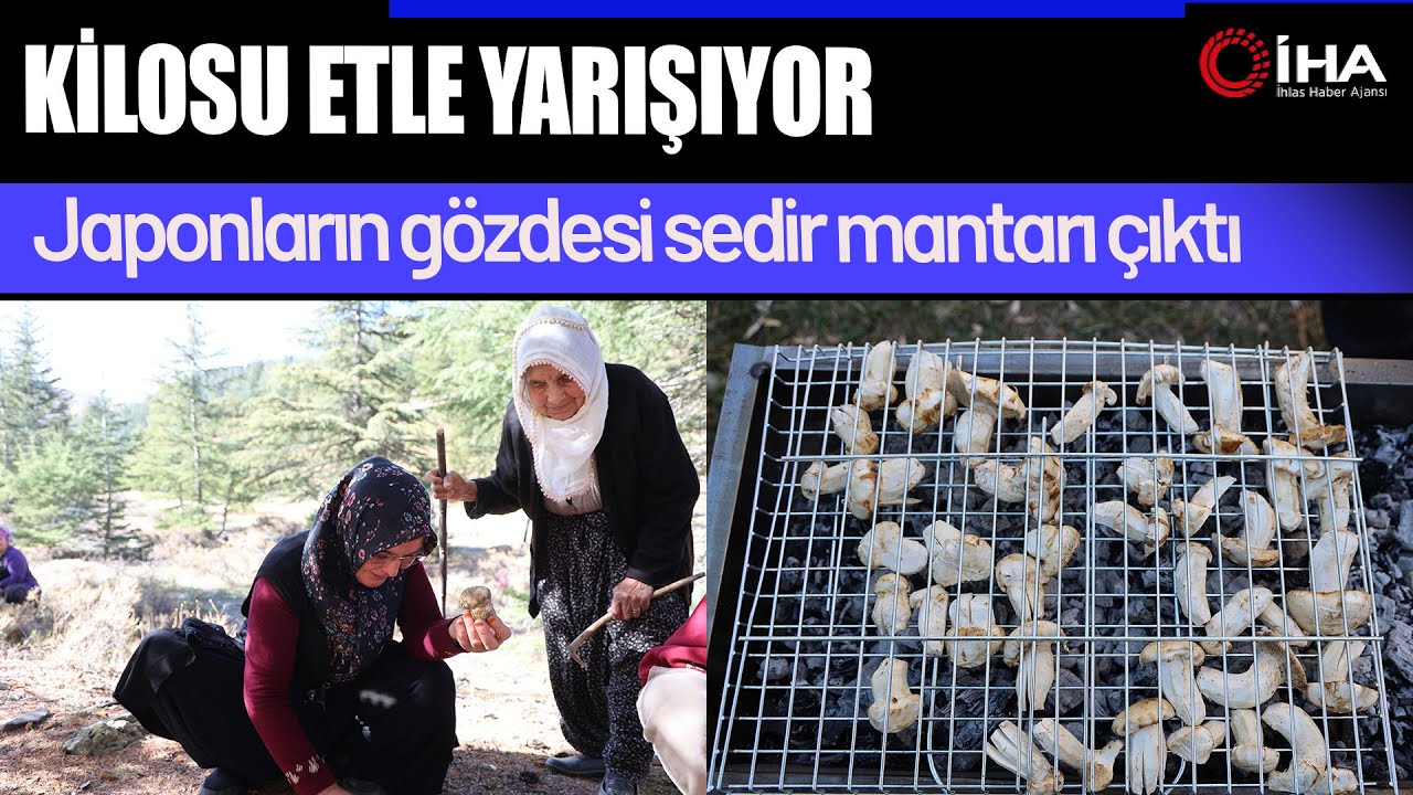 Adana’nın Dağlarında Sedir Mantarı Heyecanı... Kilosu Bin Liraya Yaklaştı