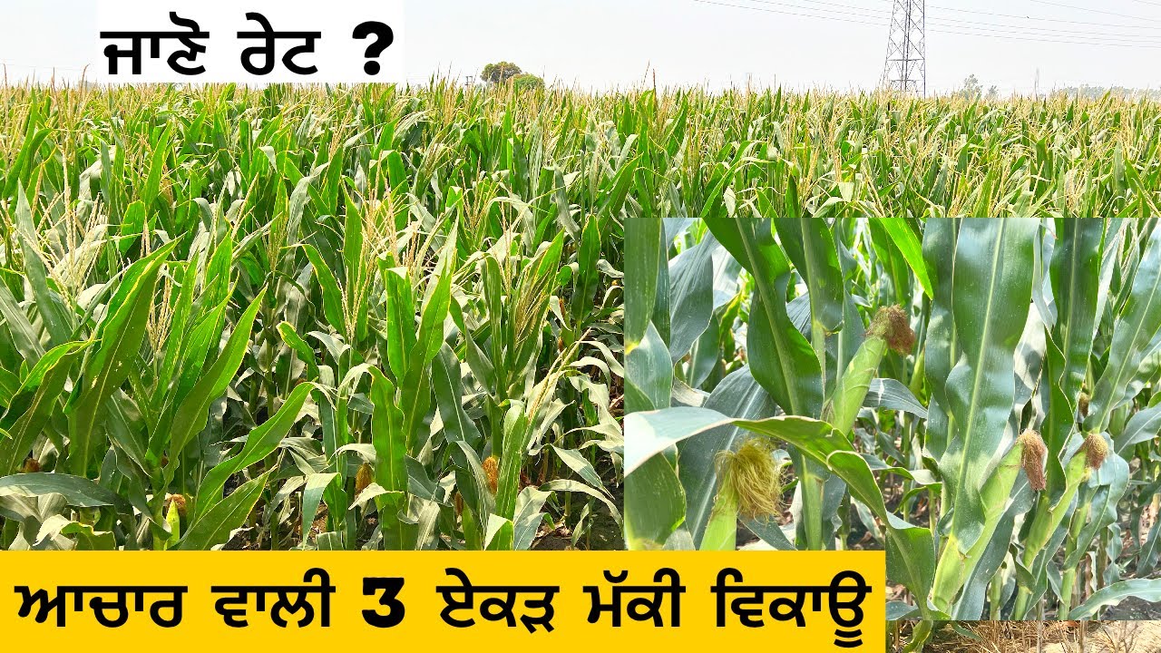 ਆਚਾਰ ਵਾਲੀ ਮੱਕੀ 3 ਏਕੜ ਵਿਕਾਊ | ਪਿੰਡ ਭੈਣੀ ਜੱਸਾ ਜਿੱਲਾ ਬਰਨਾਲਾ | Amrik Bhaini Jassa