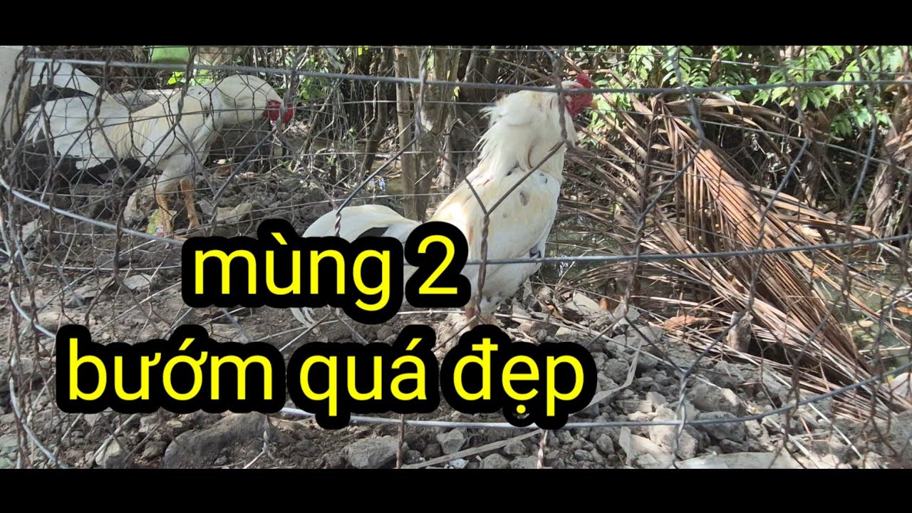 Mùng 2 tết lên clip gà rõ hơn cho ae xem zl 036,824,8220 - gà út nhỏ mỹ tú