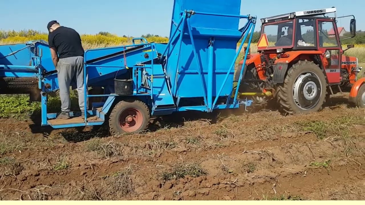 Zdążyć przed dzikami, czyli kopanie ziemniak&oacute;w 2021 r. | Bolko Z643 |Zetor 7211 | Ursus 3512