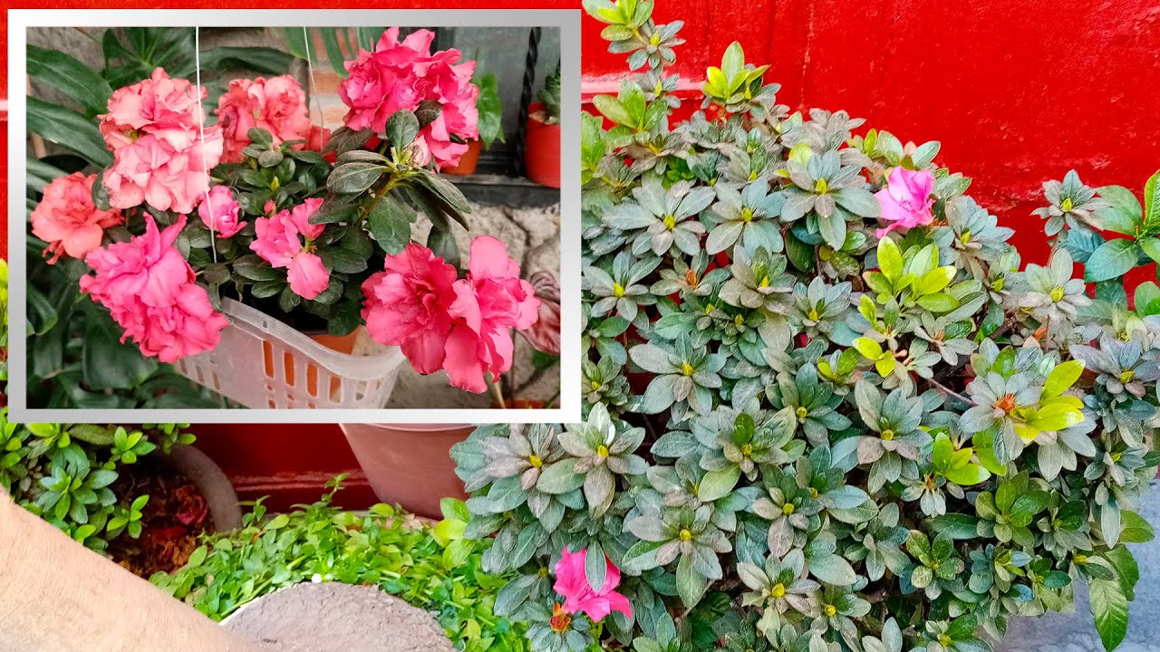 Azaleas con mucha Flor, como las Cultivo y Trasplanto