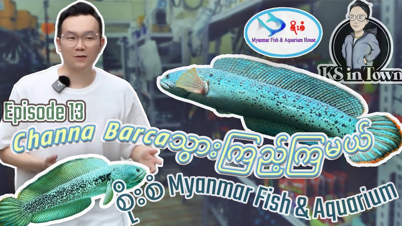 EP13:  Myanmar Fish & Aquarium House [Channa Barca]