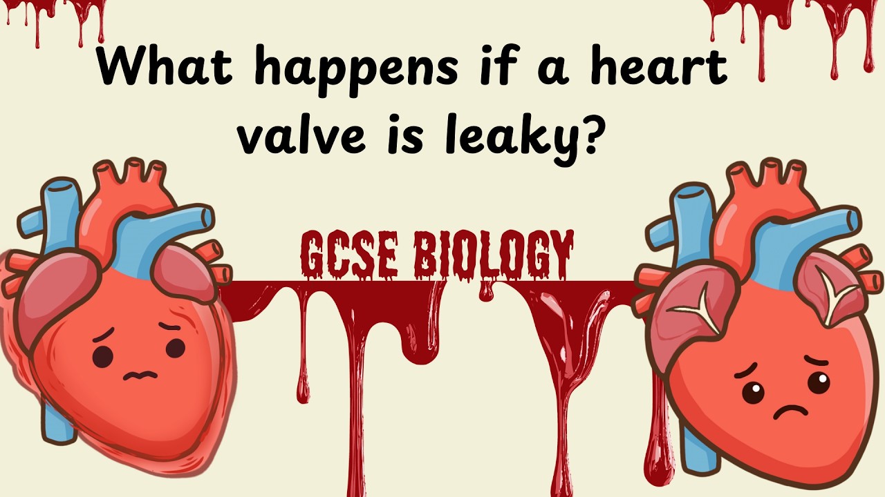 Leaky Heart Valve Explained | GCSE Biology