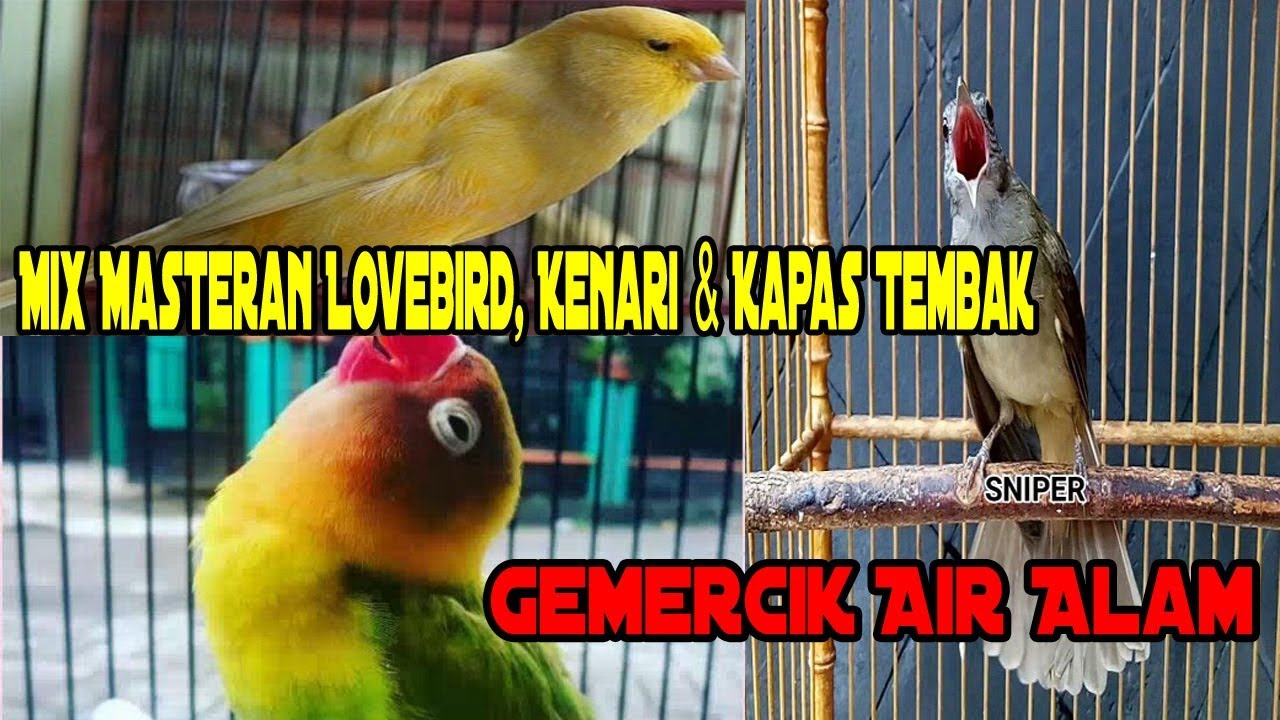 Mix Masteran Lovebird, Kenari & Kapas Tembak + Gemercik Air Alam