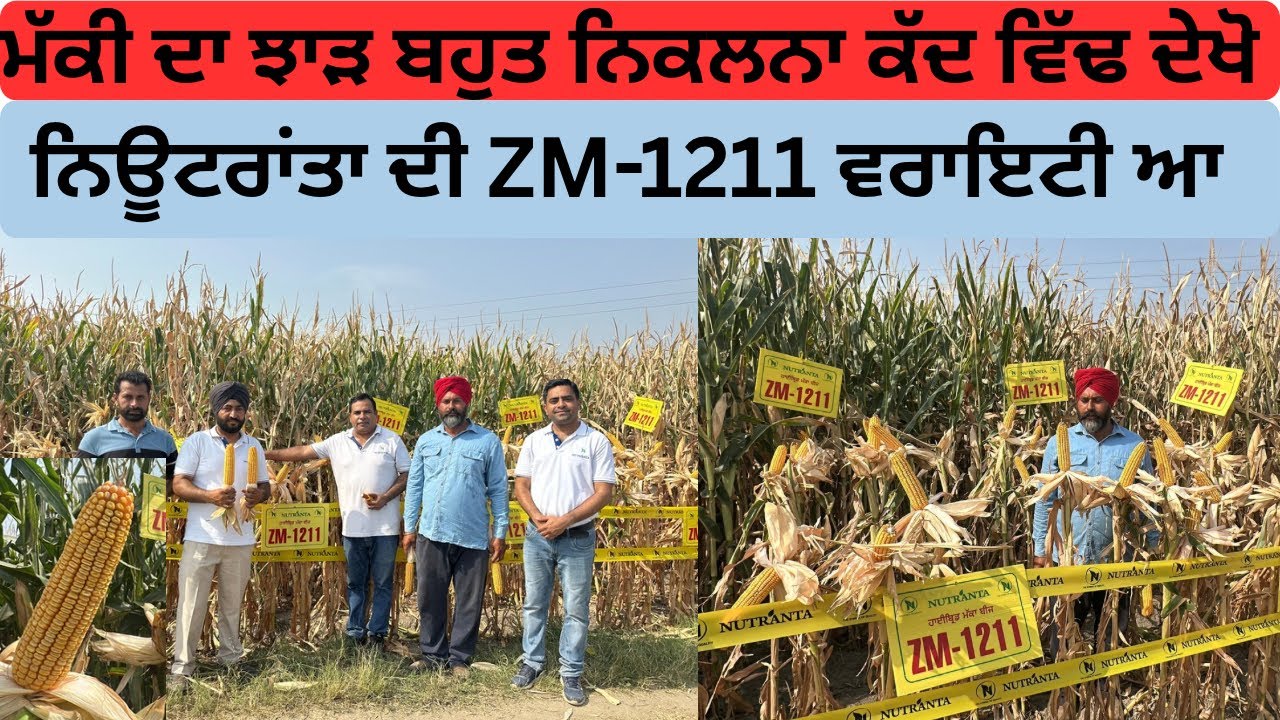 ਸੰਤਰੀ ਨਾਰੰਗੀ ਰੰਗ ਦੇ ਮੋਟੇ ਮੋਟੇ ਦਾਣੇ ਤੇ ਗੁੱਲ ਜ਼ਮਾ ਪਤਲਾ ਜਾ ਮੱਕੀ ਬਹੁਤ ਸੋਹਣੀ ਦੇਖ ਕੇ ਮਾਲਕ ਦਾ ਦਿਲ ਖੁਸ਼ 