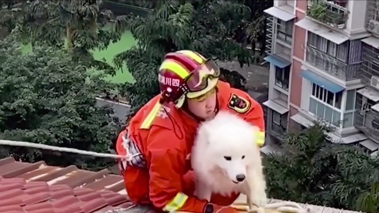 Firefighters rescue dog trapped on roof of seven-storey building
