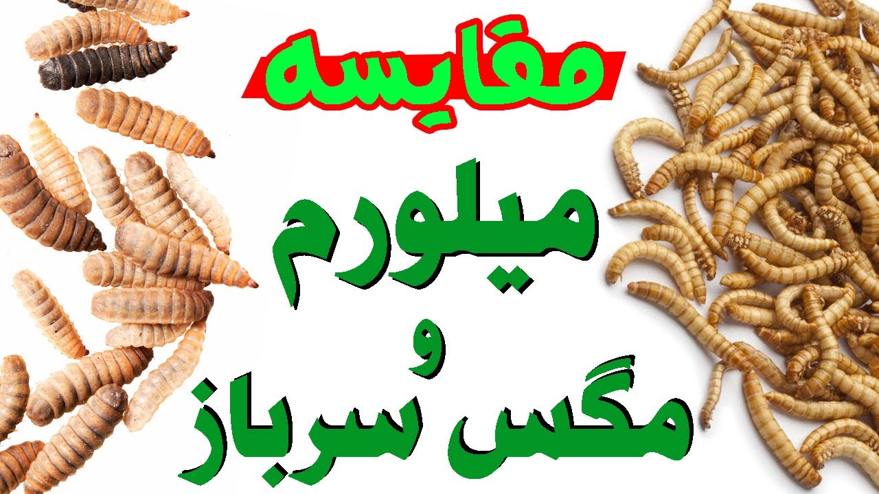 میل ورم و مگس سرباز سیاه : مقایسه ی ارزش غذایی میلورم و لارو مگس سرباز 🐛 🦟