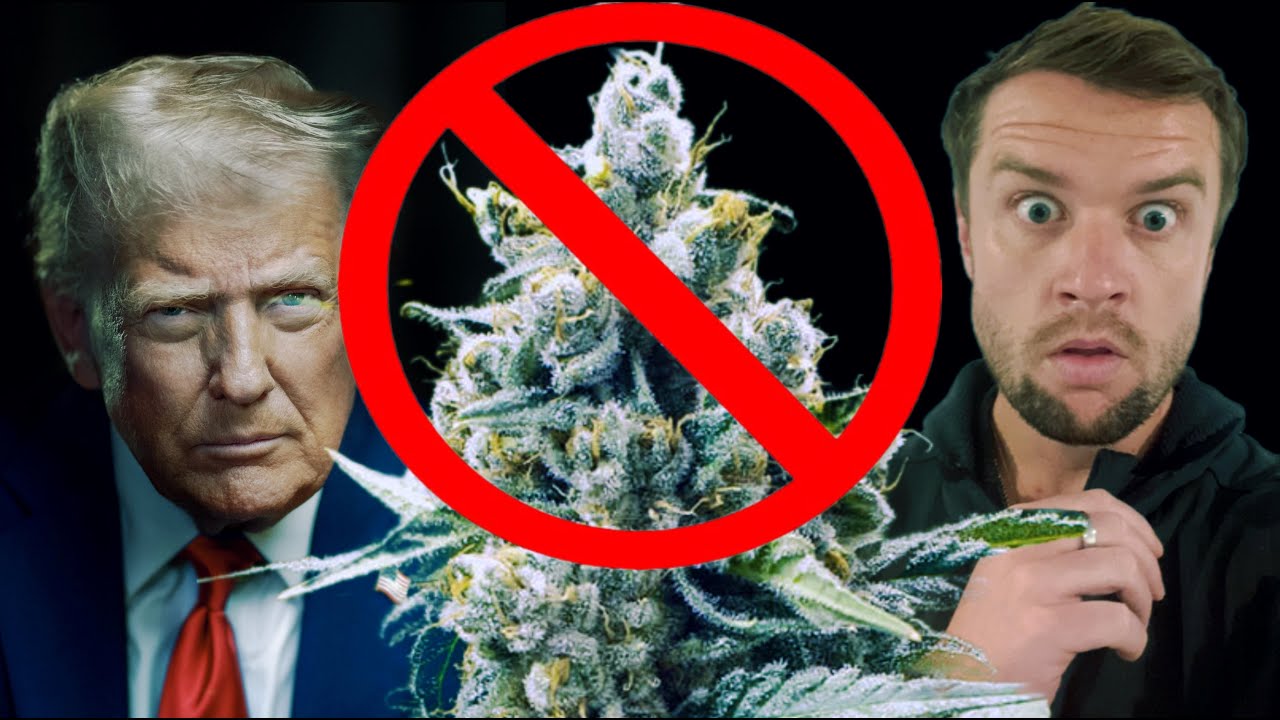 The U.S Hemp Industry is Cooked...