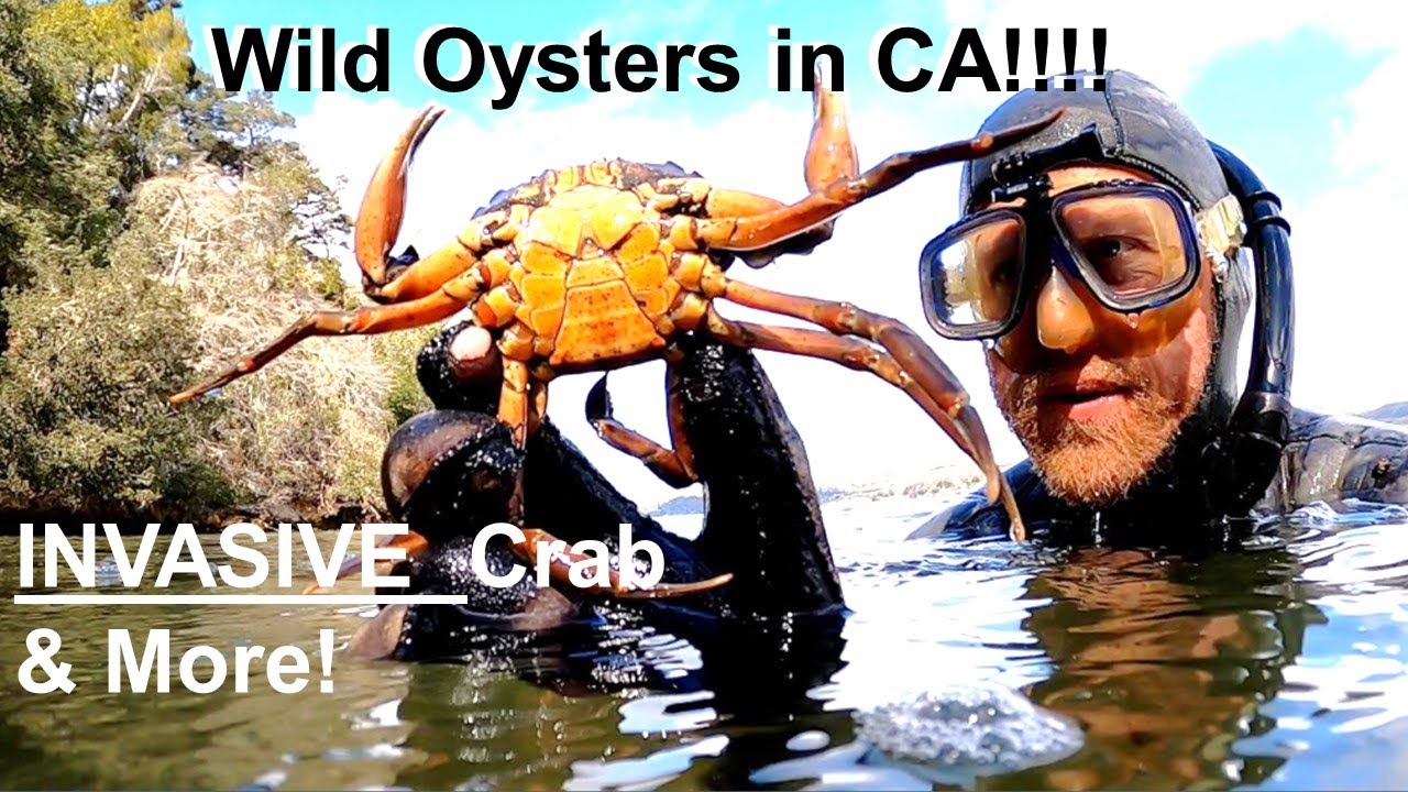 Invasive Green Crab Dive +WILD OYSTERS & Mussels!