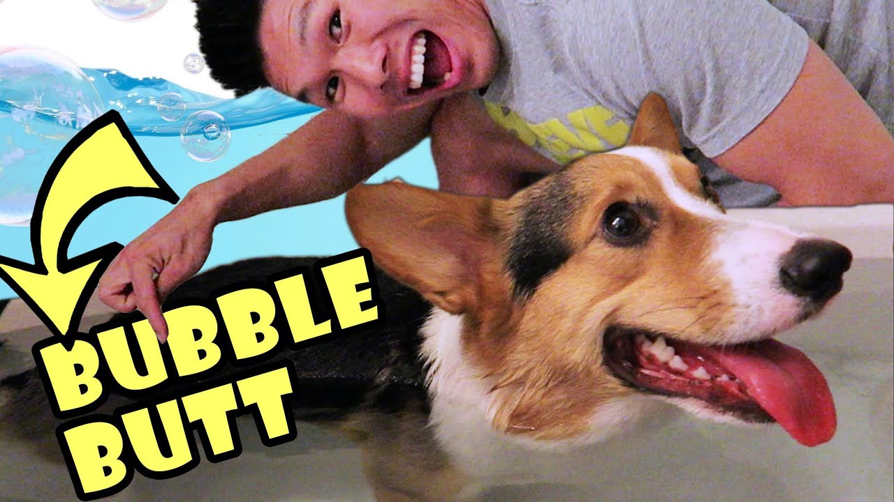 DO CORGI DOG BUTTS FLOAT?! - Life After College: Ep. 473