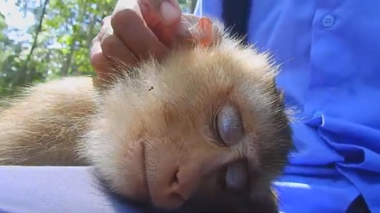 Best relationship Monkey Rose and me, I comfort monkey Rose to sleep, Update monkey Rose and me