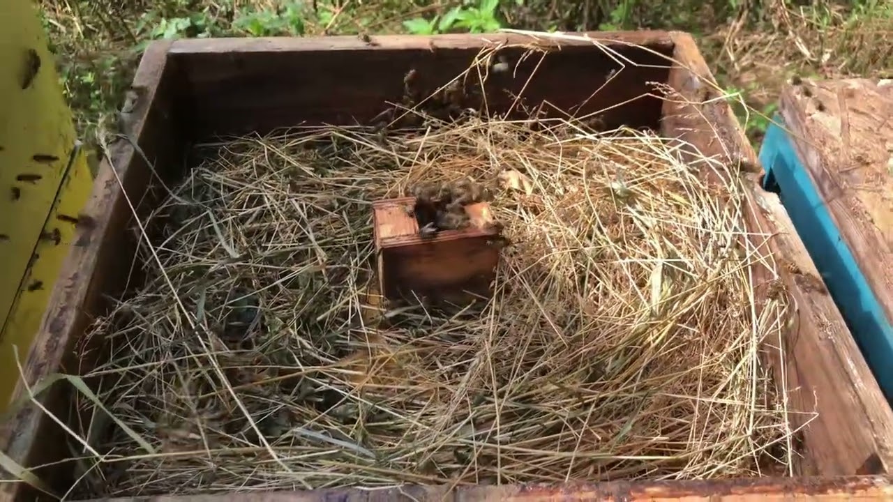 Jakie podkarmiaczki się sprawdzają?
