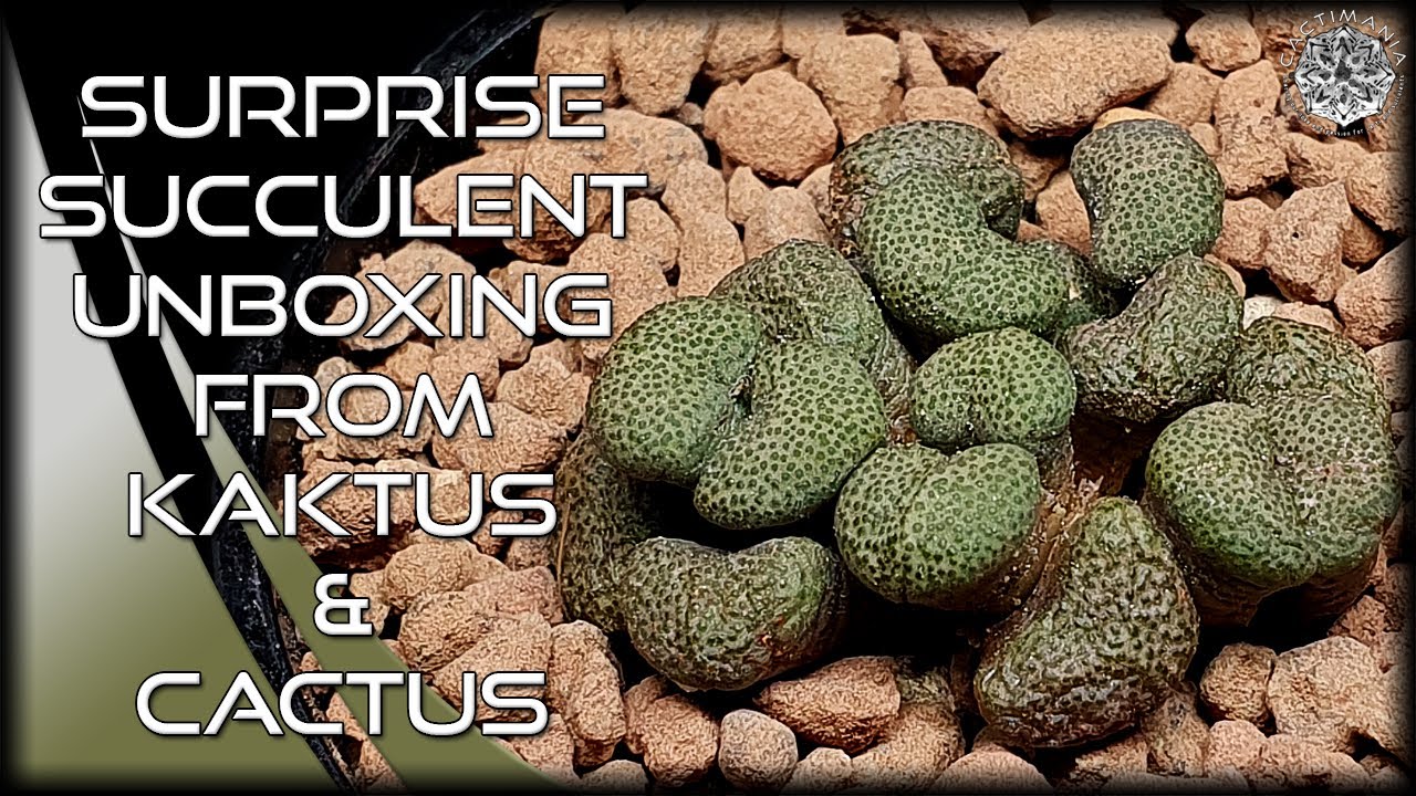 Surprise Succulent Unboxing from Magda @kaktus_cactus | #Cactus & #Succulent Collection