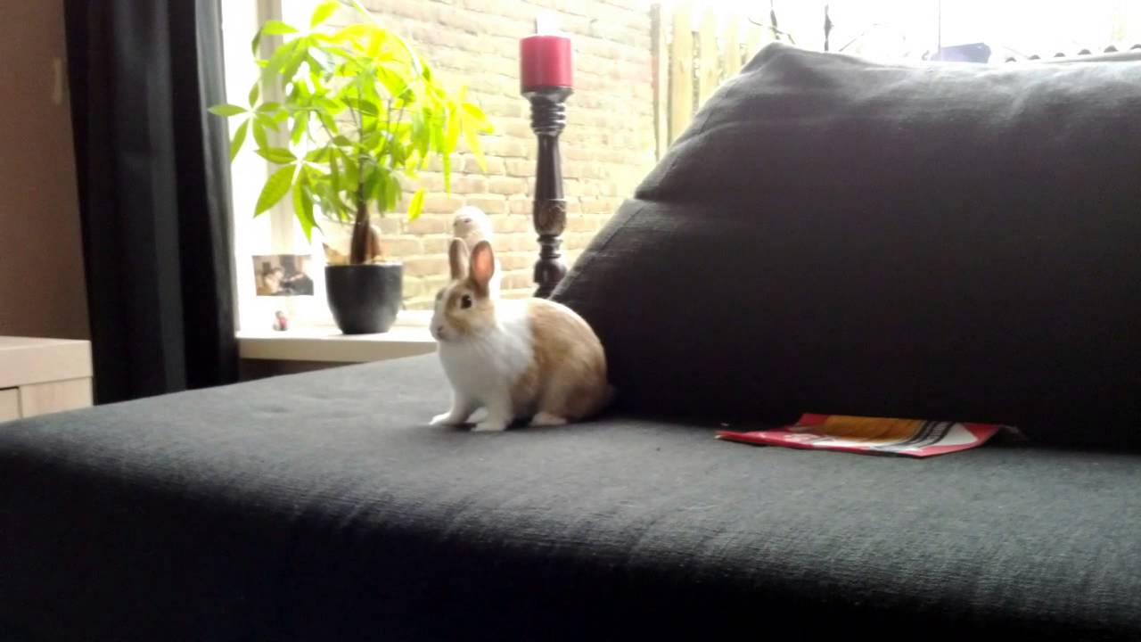Harry the excited Bunny