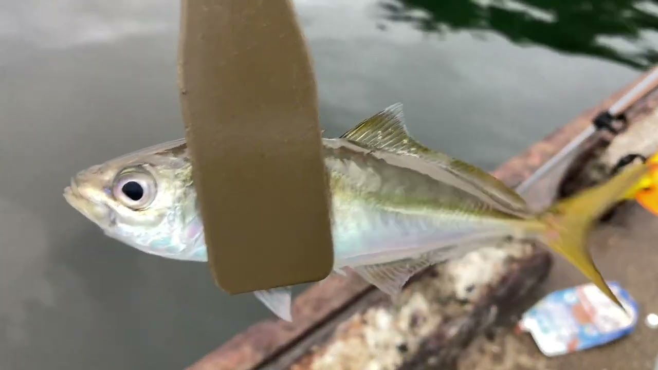 千葉県の内房でアジ釣り「トリックサビキで豆アジ狙い」