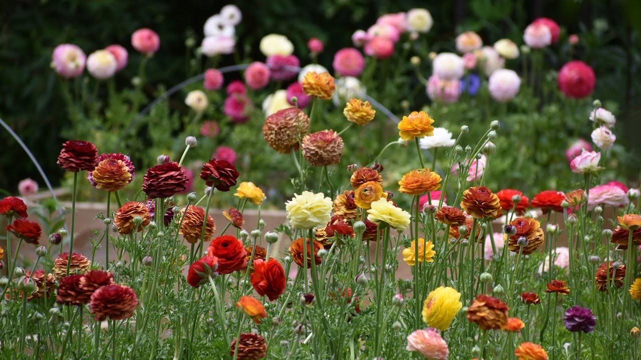 Ranunculus Flowers in Full Bloom!!!