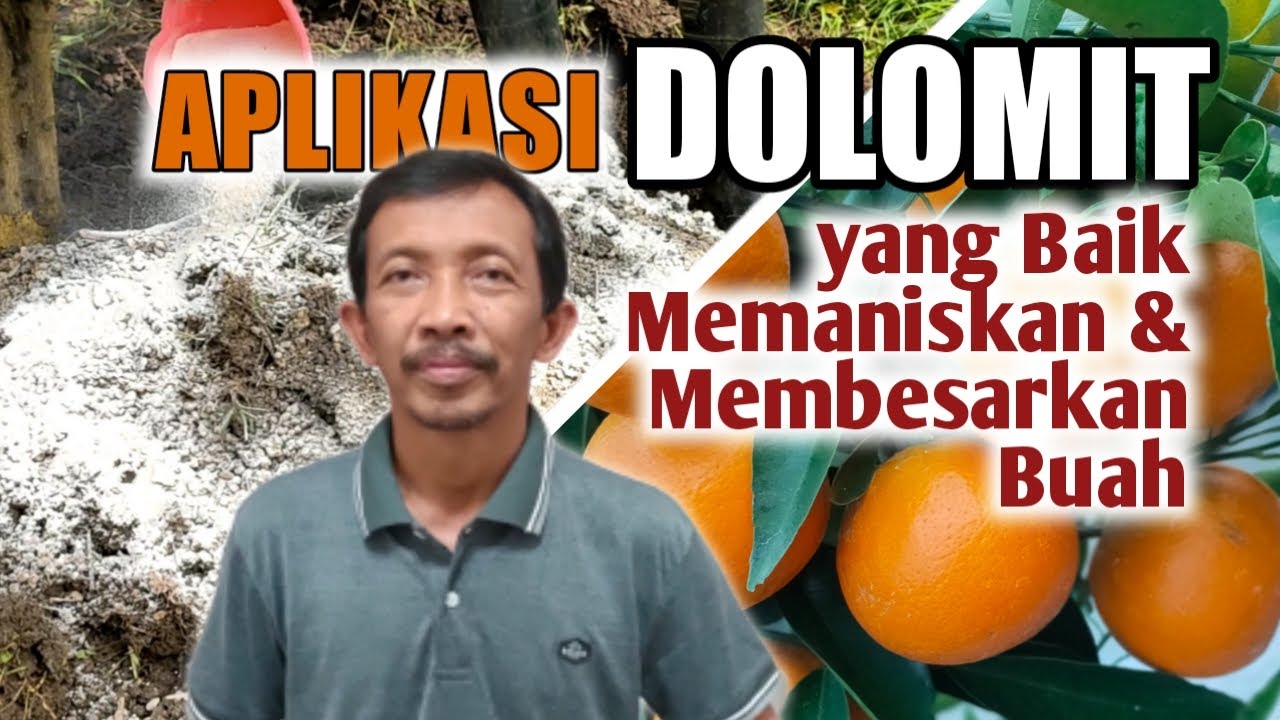 KAPAN, BERAPA, DAN BAGAMANA CARA APLIKASI DOLOMIT YANG BAIK UNTUK TANAMAN JERUK