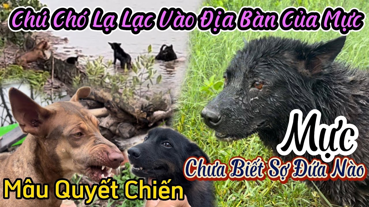 Xám & Xù Nằm Ổ, Mấy Đứa Còn Lại Không Chịu Ở Yên - Phát Hiện Chú Chó Đi Lạc Mực Đưa Về Tận Nhà