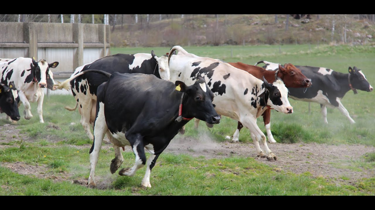 Bondeliv i Loo på 2020-talet