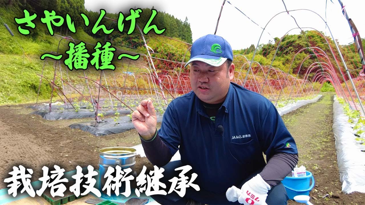 【農作業】スーパー指導員による栽培技術動画「さやいんげん・播種」