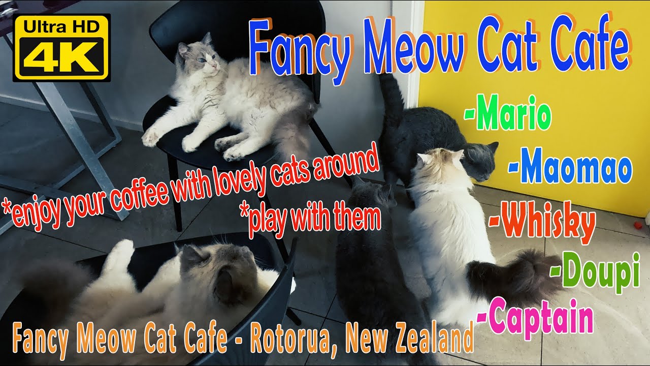 Fancy Meow Cat Cafe - Rotorua, New Zealand