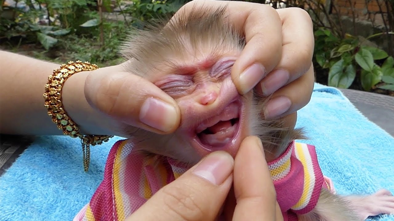 Mom Checking Newborn Zuji Teeth | Zuji Not Yet Have Teeth