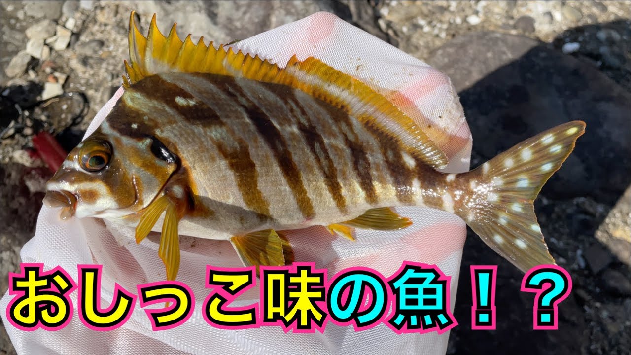 おしっこ味の魚！「ションベンタレ」を内臓ごと食べる【黒潮生物研究所コラボ/タカノハダイ】