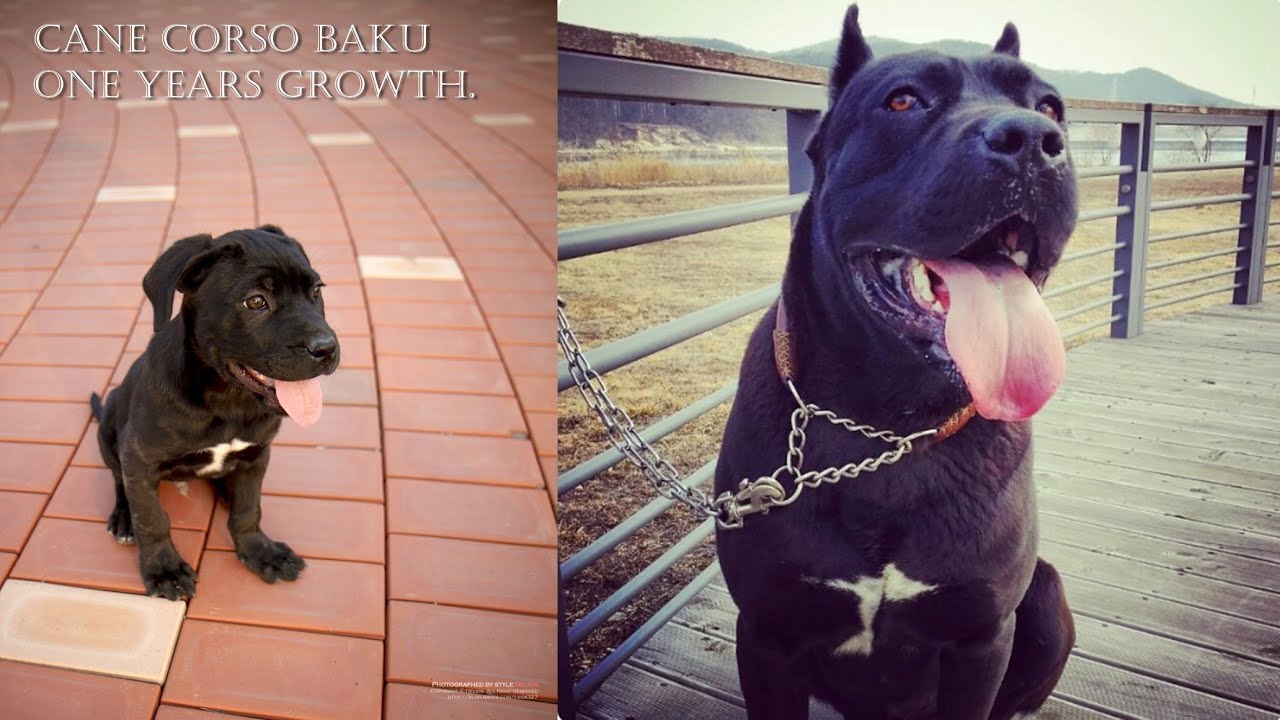 Cane corso - dog growth time lapse