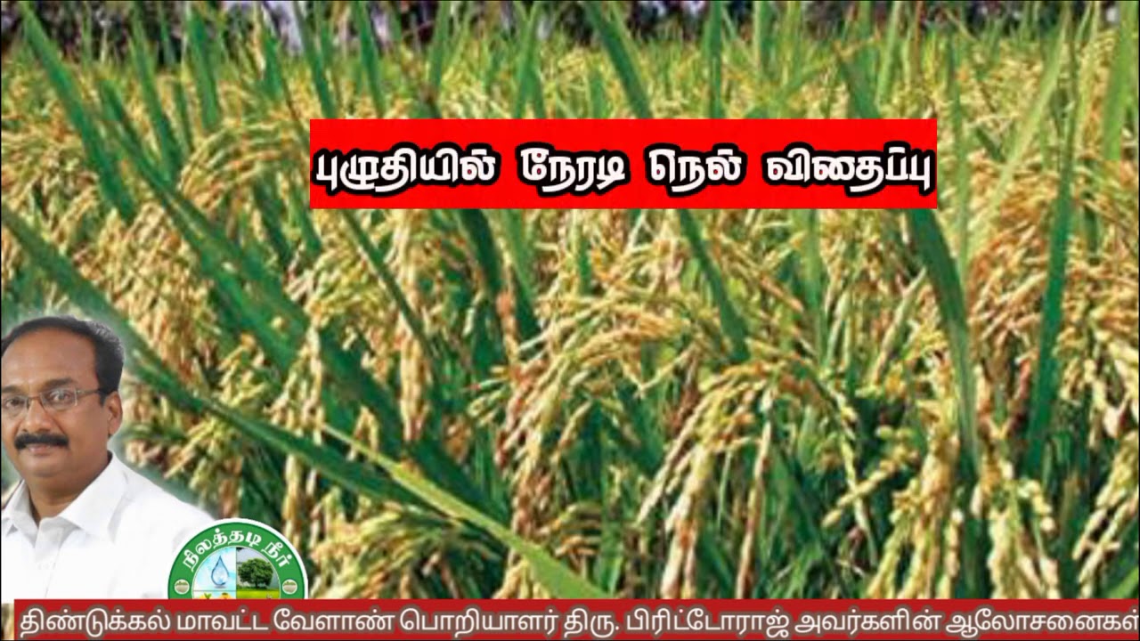 புழுதியில் நேரடி நெல் விதைப்பு ஆலோசனைகள் 🌾🌾 பிரிட்டோ ராஜ்|