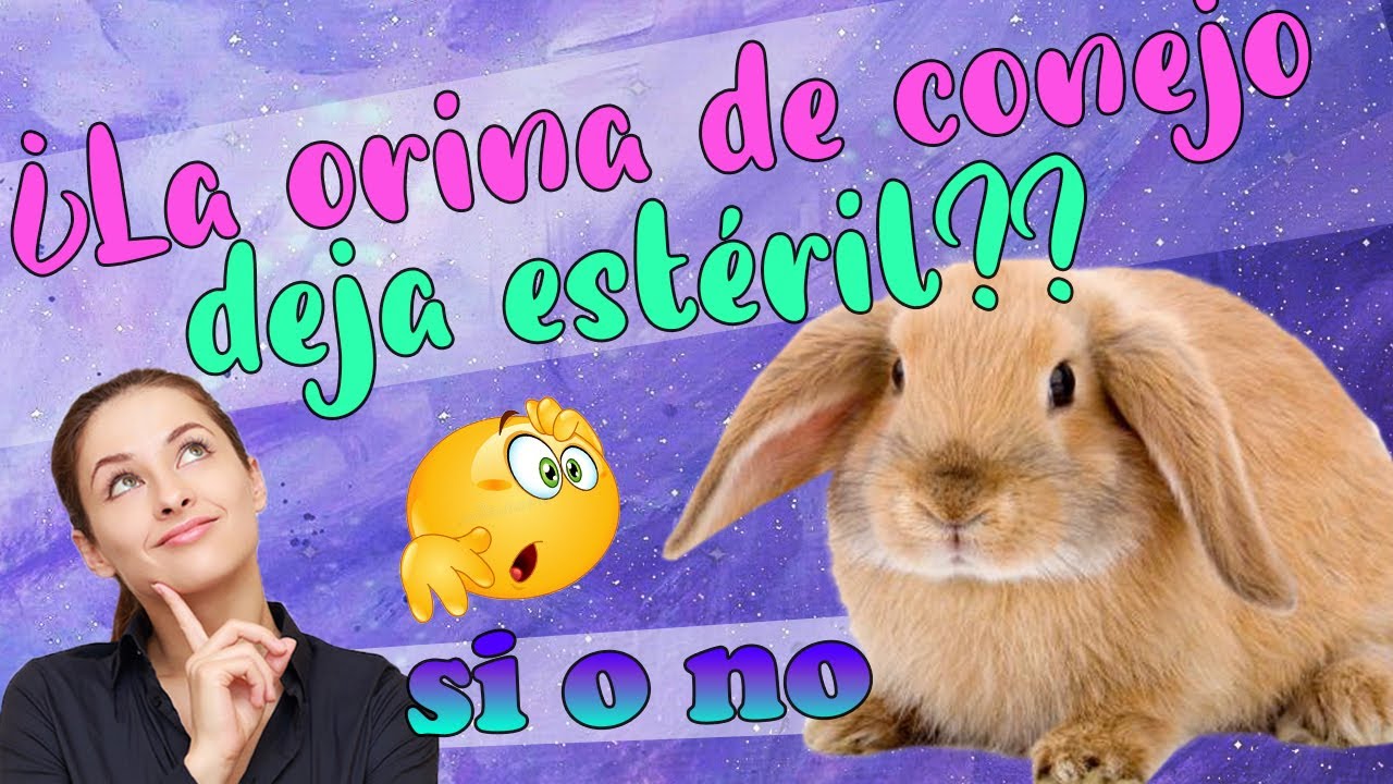 ✅ MITOS SOBRE LOS CONEJO🐰 (⚠️ lo que debes SABER de tu conejito)
