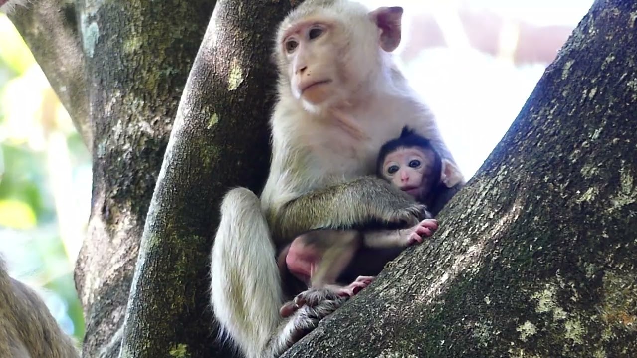 Brindy monkey take her baby on tree for relaxing with mother, Brianna near with her all every time.