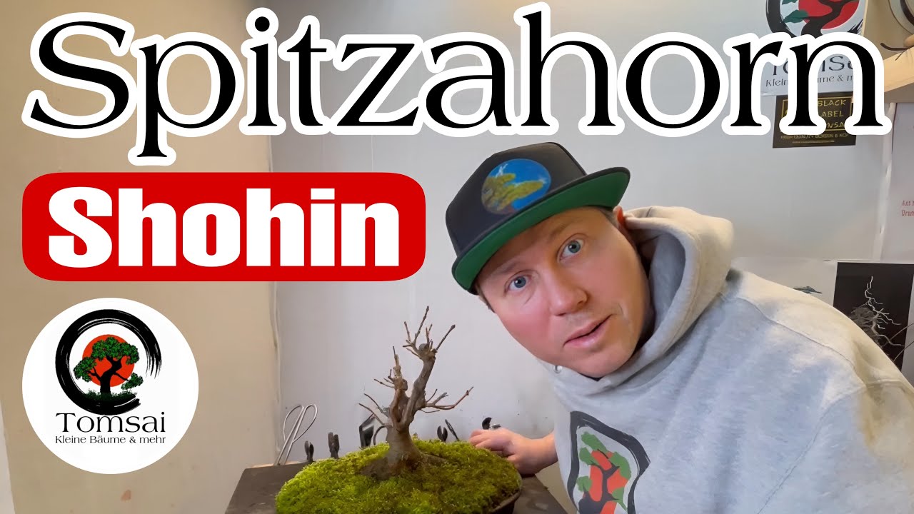 Spitzahorn Shohin Bonsai 06/25