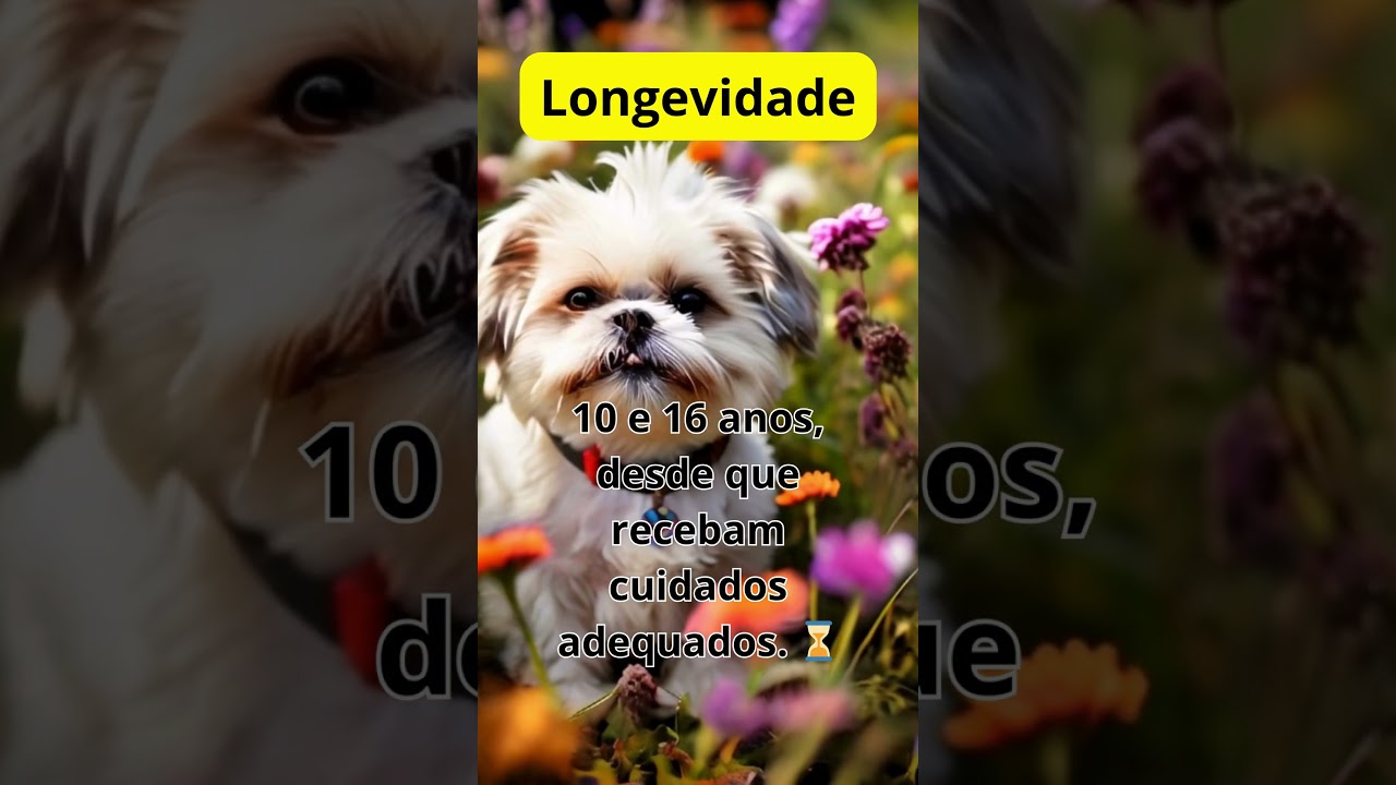 ⏳ Quanto tempo vive um Shih Tzu? #shihtzu #cachorro #dogbreed