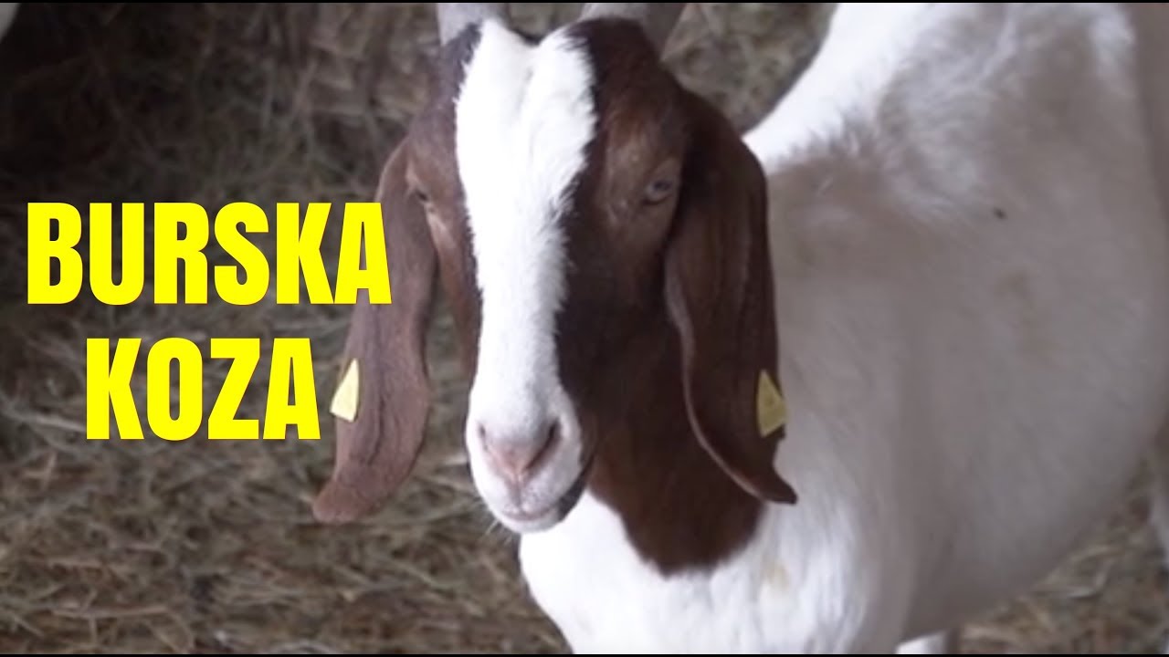FARMA KOZA - UZGOJ BURSKE KOZE