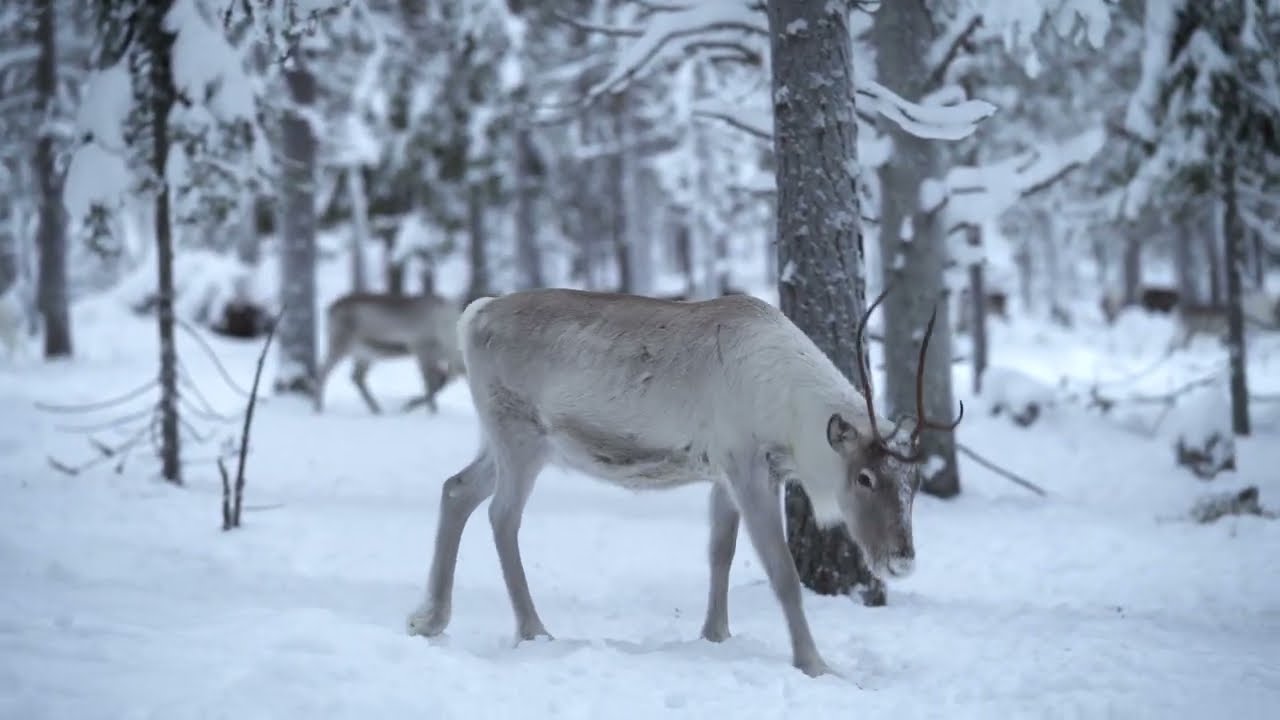 FERJA Nadzieja na zimę (Official Video)