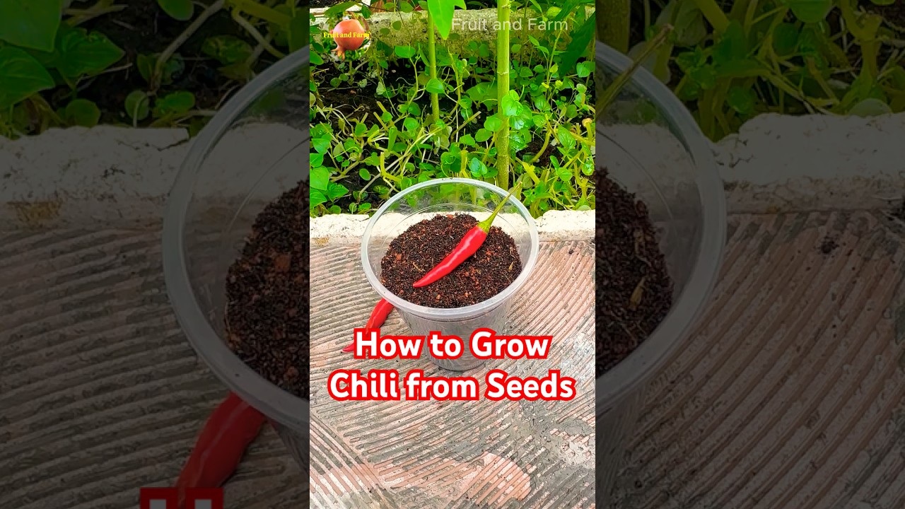 How to Grow Chili from Seeds #howtogrow #chili #seeds