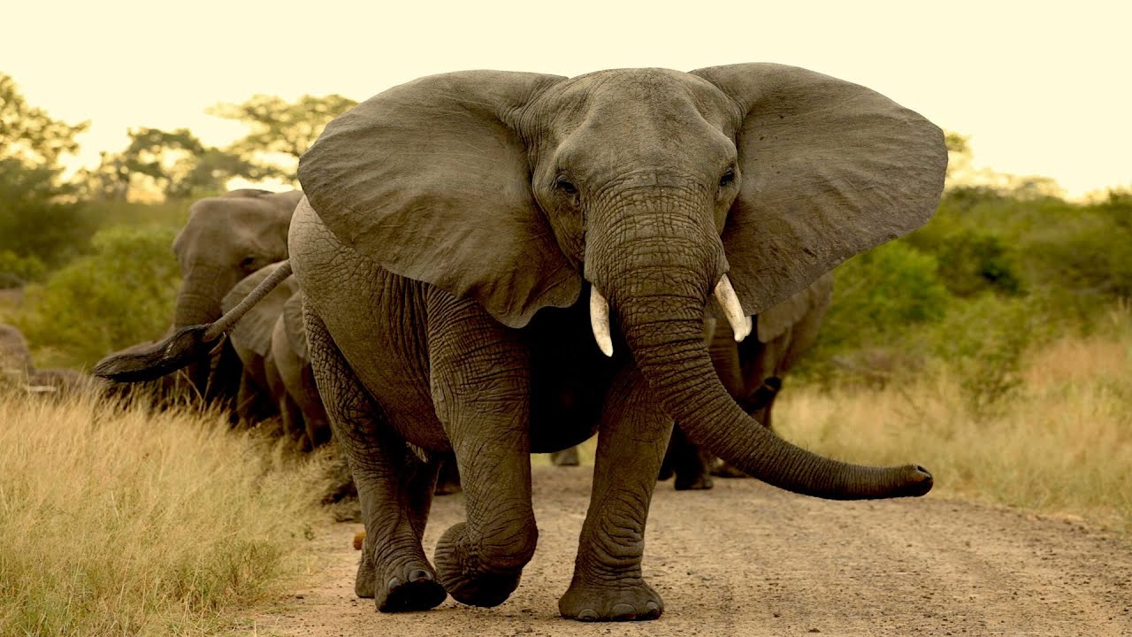 Elefant - Das Gr&ouml;&szlig;te Landtier Der Welt / Dokumentation