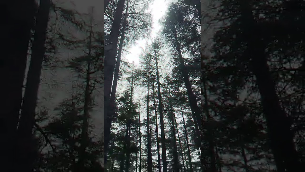 Van Vihar Manali #vanvihar #manali #ytshorts