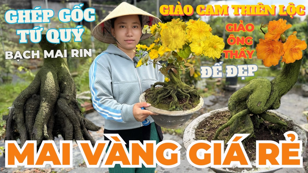 13-03 NGỌC LY Giao Lưu Mai Vàng Giá Rẻ, Cam Thiên Lộc, Giảo Ông Thầy Ghép Tứ Quý • THÀNH TRỌNG LÊ