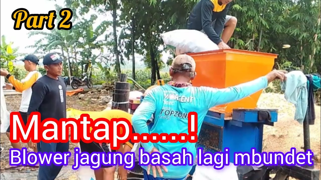 Blower jagung basah lagi lancar #fypシ゚viral #viralvideo #blowerjagung 