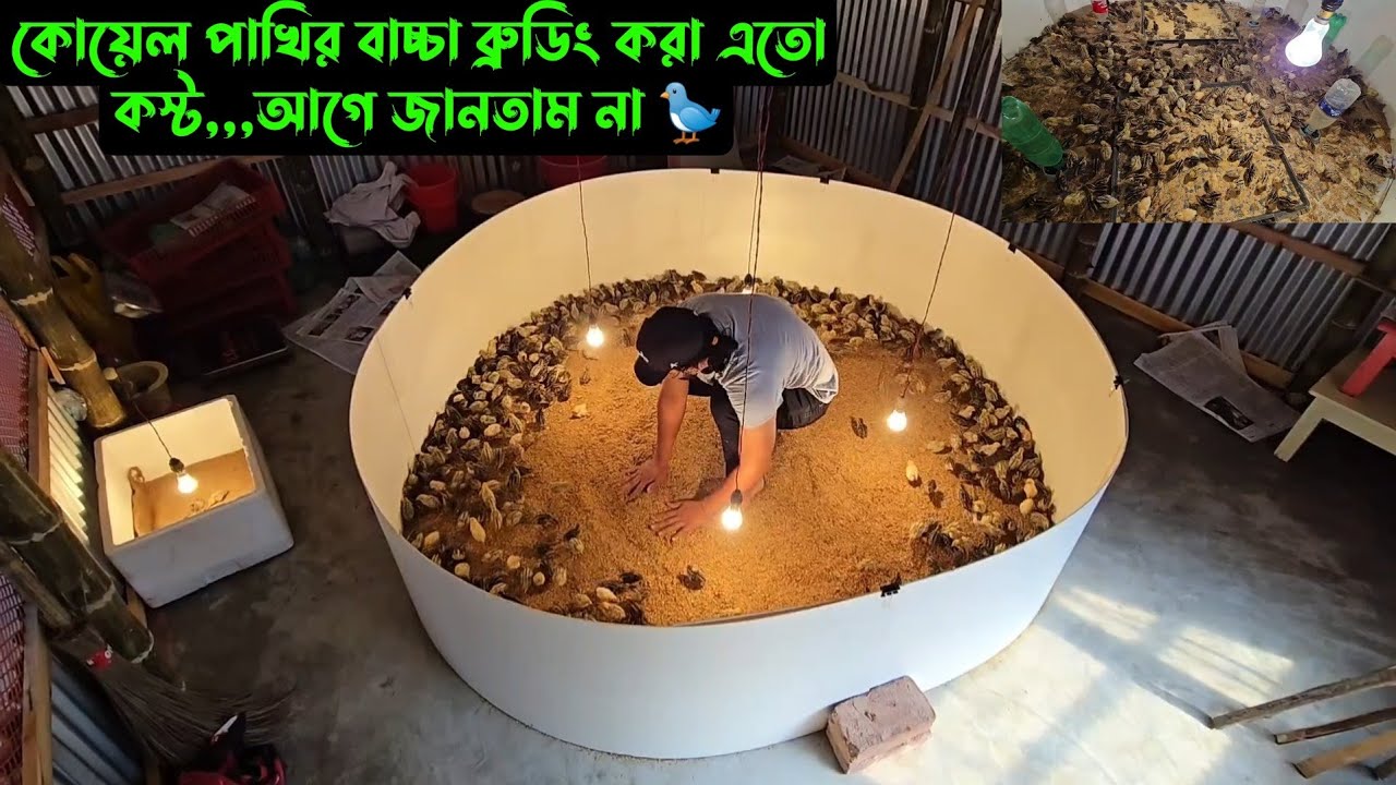 কোয়েল পাখির বাচ্চা ব্রুডিং করা এতো কস্ট,,,আগে জানতাম না 🐦