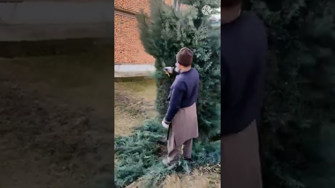 Trimming Cypress in Winter ||Kashmir || #plants #forest #pruning