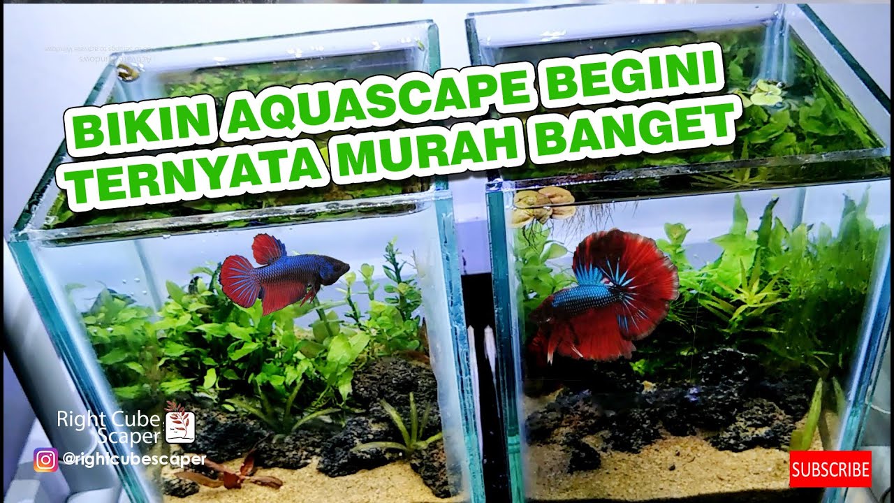 #22 BIKIN AQUASCAPE CUPANG GA NYAMPE Rp.50.000,-